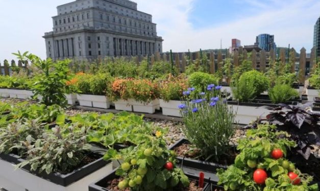 Urban Gardening: Tren Berkebun Di Kota Untuk Relaksasi