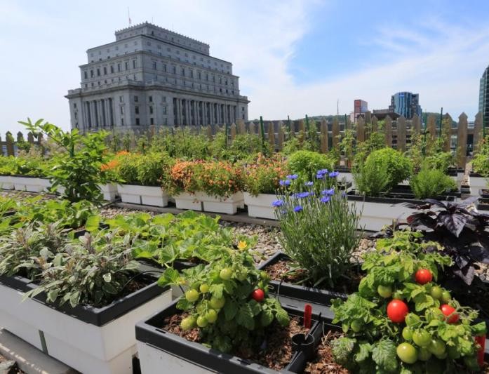 Urban Gardening: Tren Berkebun Di Kota Untuk Relaksasi